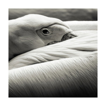 Calm Pelican Close-up | Poster - Passepartout