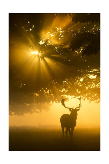 Majestic Golden Stag | Poster - Passepartout