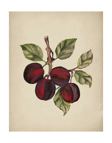 Ripe Plum Branch | Poster - Passepartout