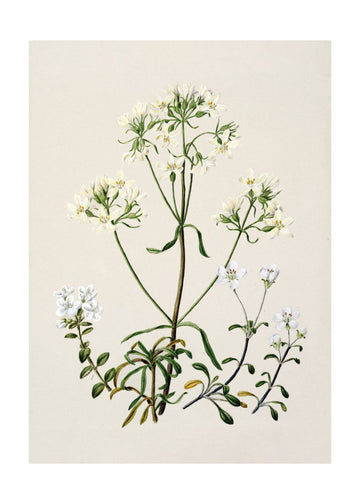 New Zealand Gentiana Drawn By Sarah Featon (1848–1927) | Poster - Passepartout