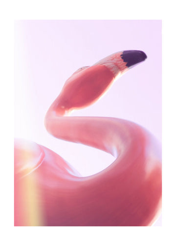 Graceful Pink Flamingo | Poster - Passepartout
