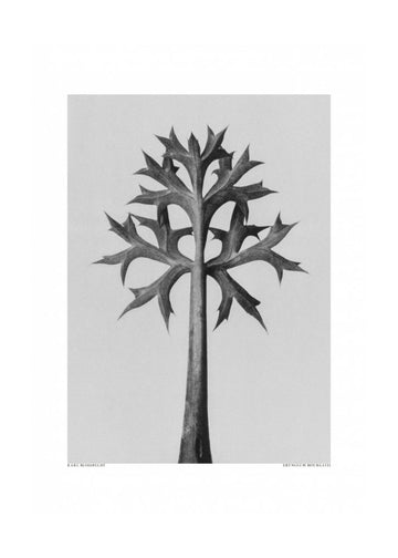 Eryngium Bourgatii | Poster - Passepartout
