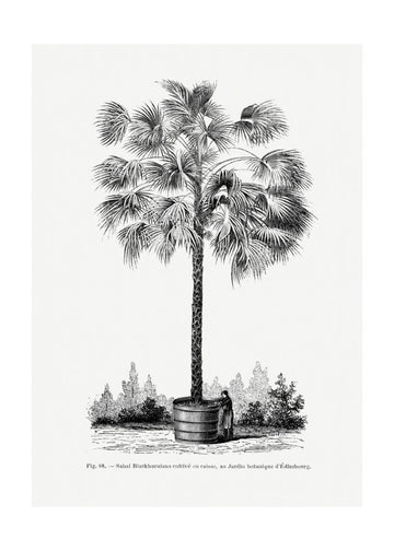 Vintage Palm Tree Drawing X | Poster - Passepartout