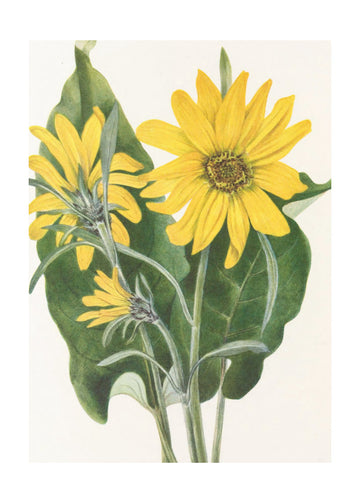 Balsamroot From North American Wildflowers (1925) By Mary Vaux Walcott | Poster - Passepartout