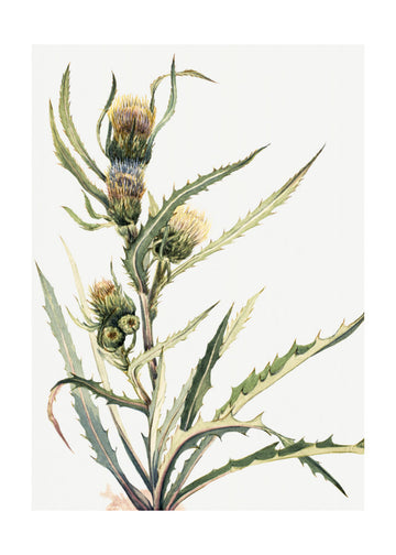 White Thistle | Poster - Passepartout