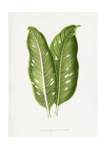 Green Dieffenbachia Baraquiniana Leaf Illustration | Poster - Passepartout