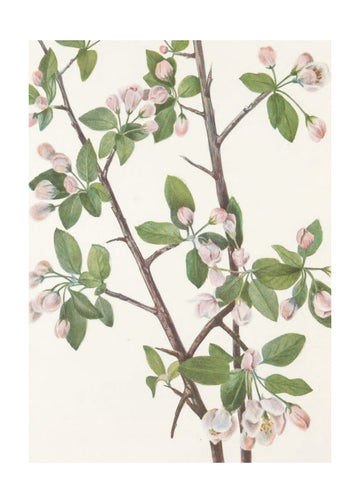 Wild Sweet Crab From North American Wildflowers (1925) By Mary Vaux Walcott. | Poster - Passepartout