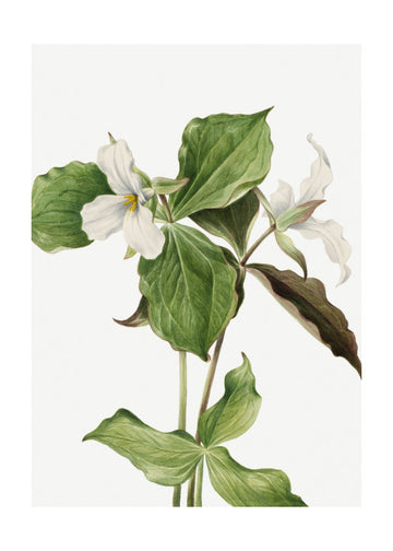Large White Trillium | Poster - Passepartout