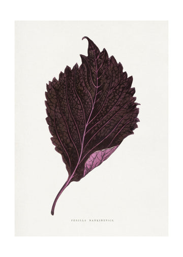 Pink Perilla Nankinensis Leaf Illustration | Poster - Passepartout
