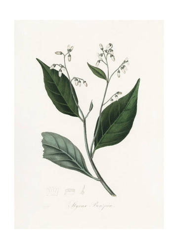 Gum Benjamin Tree (styrax Benzoin Medical Botany | Poster - Passepartout