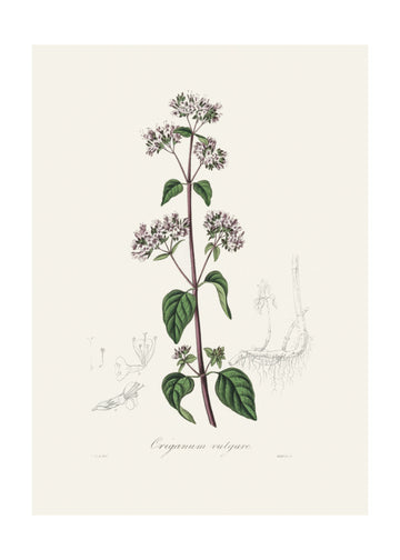 Oregano (origanum Vulgare) Medical Botany | Poster - Passepartout