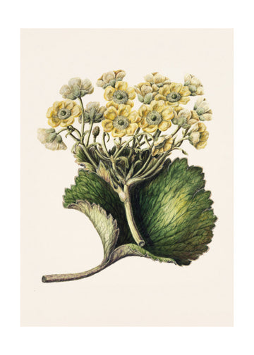 Korikor Drawn By Sarah Featon (1848–1927 | Poster - Passepartout