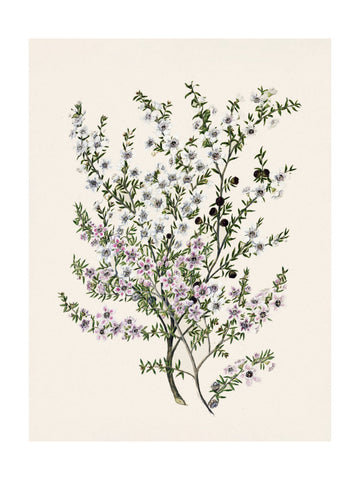 Manuk Drawn By Sarah Featon(1848   1927) | Poster - Passepartout