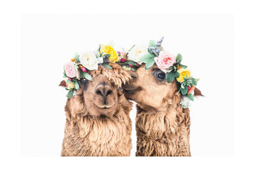 Boho Alpacas | Poster - Passepartout