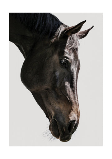 Gentle Equine Gaze | Poster - Passepartout