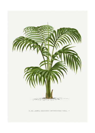 Kentia Vii | Poster - Passepartout