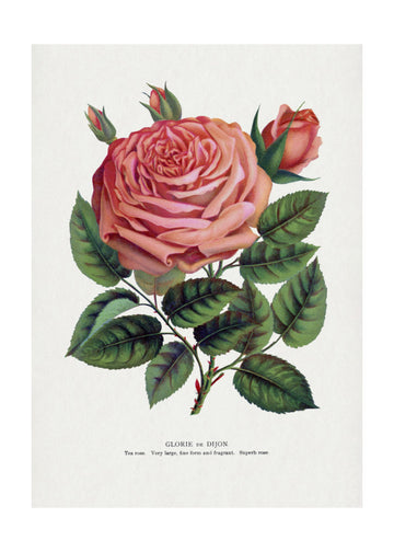 Pink Rose, Glorie De Dijon Lithograph | Poster - Passepartout