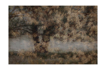 Pine tree | Poster - Passepartout