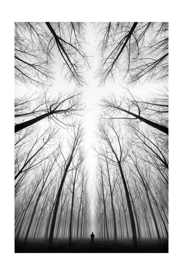 Lone Figure Foggy Forest | Poster - Passepartout