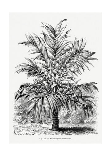 Vintage Palm Tree Drawing Ix | Poster - Passepartout
