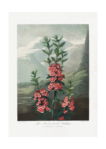 The Narrow–Leaved Kalmia from The Temple of Flora (1807) | Poster - Passepartout