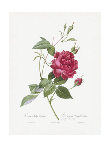 Blood Red Bengal Rose, Les Roses (1817–1824) | Poster - Passepartout