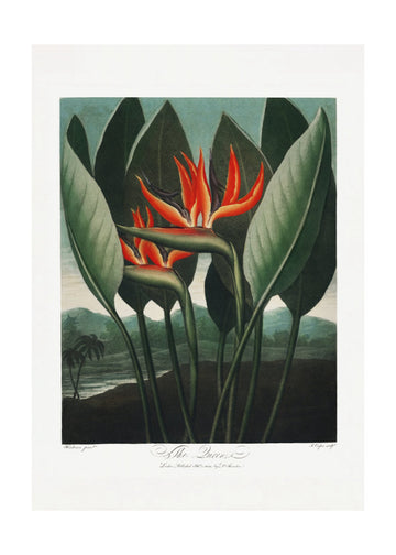 The Queen–Plant from The Temple of Flora (1807) | Poster - Passepartout