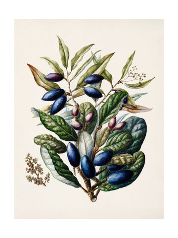 Beilschmiedia Taiaire Tawa Drawn By Sarah Featon (1848–1927) | Poster - Passepartout