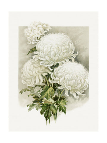Mrs. Alpheus Hardy | Poster - Passepartout