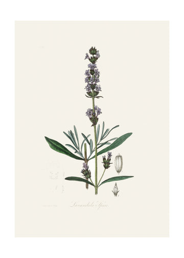 Lavender (lavandula Ipica)  Medical Botany | Poster - Passepartout