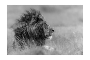 Majestic Lion Profile | Poster - Passepartout