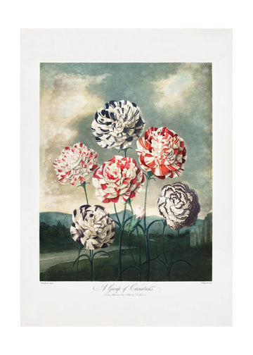 A Group of Carnations from The Temple of Flora (1807) | Poster - Passepartout