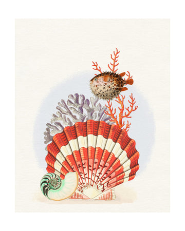Oceanic Shells and Fish | Poster - Passepartout