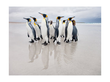 King Penguins on Beach | Poster - Passepartout