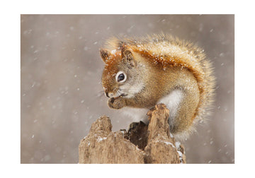 Snowy Red Squirrel | Poster - Passepartout