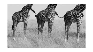 Three Playful Giraffes | Poster - Passepartout