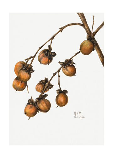Persimmon (1920) | Poster - Passepartout