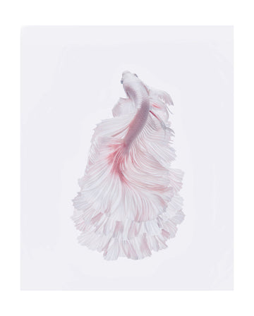 Pink Betta Elegance | Poster - Passepartout