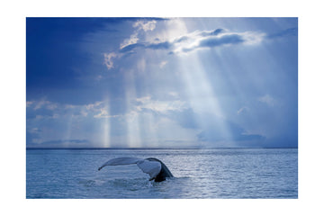 Whale Tail Sun Rays | Poster - Passepartout