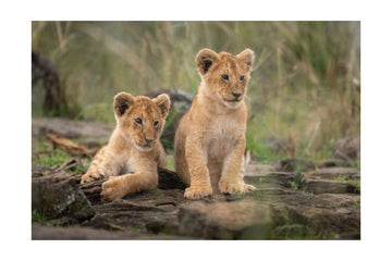 Two Adorable Lion Cubs | Poster - Passepartout