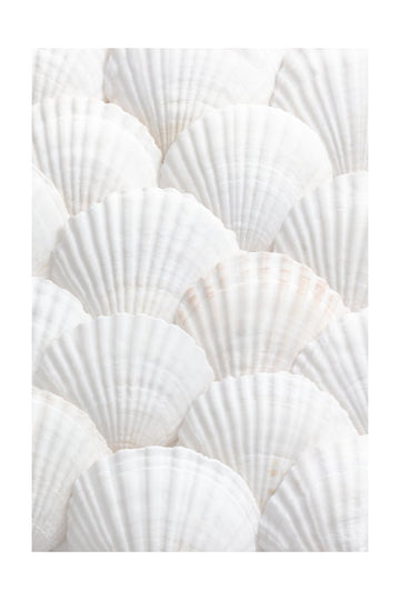Pristine White Scallops | Poster - Passepartout