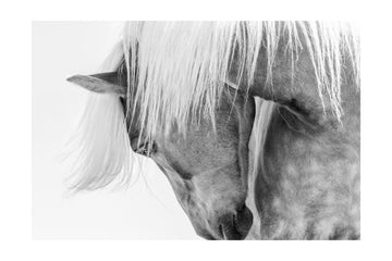 Serene Horse Portrait | Poster - Passepartout