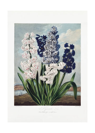 Hyacinths from The Temple of Flora (1807) | Poster - Passepartout
