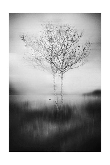 Misty Birch Reflection | Poster - Passepartout