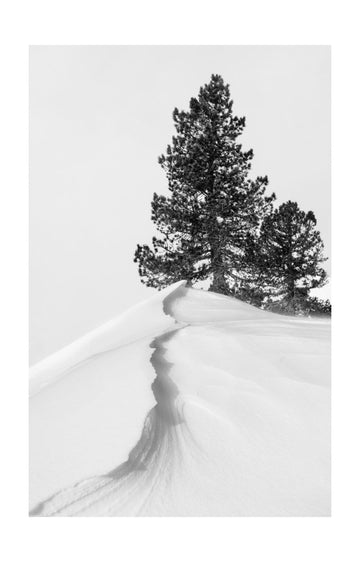 Winter Ridge Pines | Poster - Passepartout