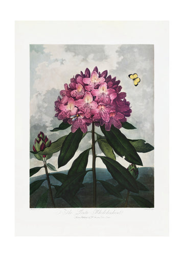 The Pontic Rhododendron from The Temple of Flora (1807) | Poster - Passepartout