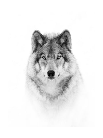 Majestic Wolf Gaze | Poster - Passepartout