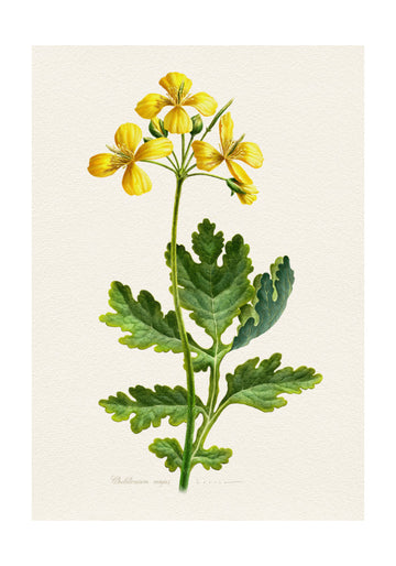 Vintage Celandine Botanical | Poster - Passepartout
