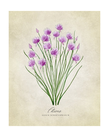 Fresh Chives Bloom | Poster - Passepartout
