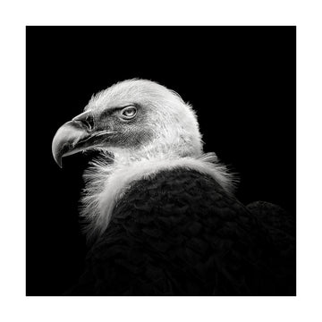 Intense Vulture Gaze | Poster - Passepartout